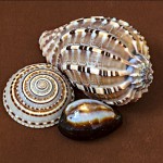 Cowry ,sundial and harpa major shells.